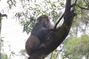 Ghé thăm đảo khỉ đặc biệt ở Việt Nam