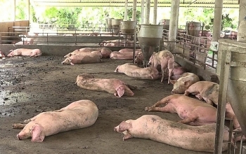 Tiêu hủy đàn lợn hơn 1.200 con do nhiễm tả lợn châu Phi