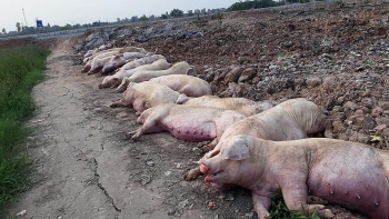 Hỗ trợ người chăn nuôi, doanh nghiệp bị thiệt hại do bệnh dịch tả lợn châu Phi