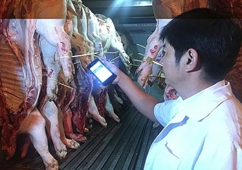 TP HCM lập thêm chốt lưu động ngăn dịch tả lợn châu Phi