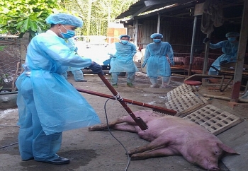 Long An phát hiện 3 ổ dịch tả lợn châu Phi tại huyện Bến Lức