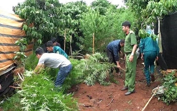 Lâm Đồng: Phát hiện rẫy cà phê trồng xen lẫn cần sa
