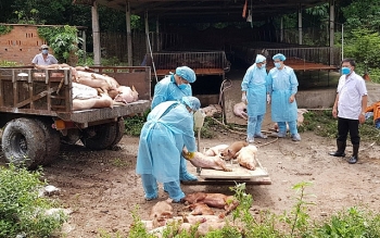 Cần Thơ: Tiêu hủy hơn 11.000 con lợn nhiễm tả châu Phi