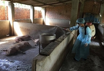 Đắk Lắk tiêu hủy gần 1.500 con lợn nhiễm dịch tả châu Phi
