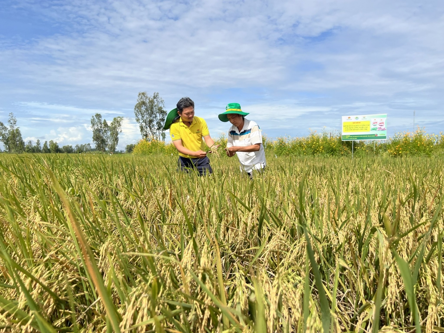 Nông dân miền Tây mê giống lúa OM468 cho năng suất cao