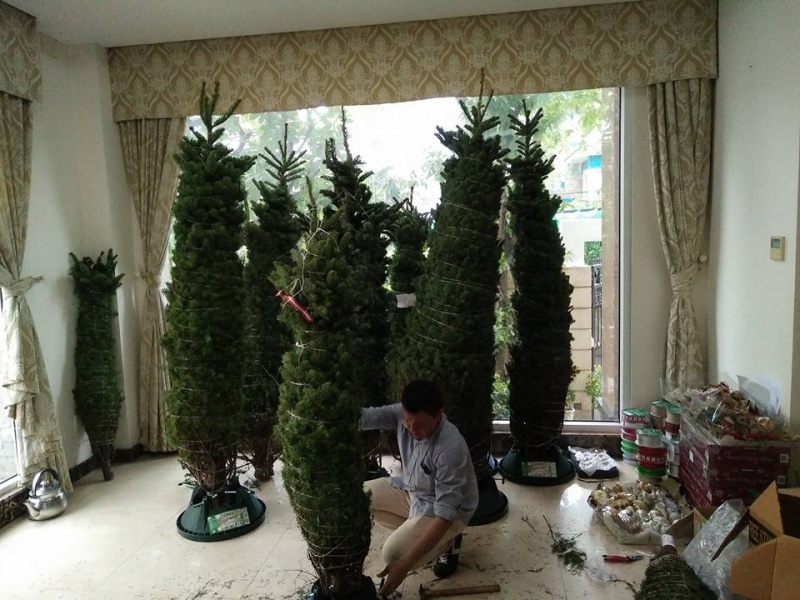 Người dân TP HCM lùng mua cây thông thật đón Giáng sinh