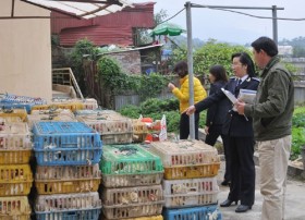 Bắt hơn 2 tấn gà lậu ở cửa khẩu Lào Cai