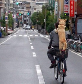 Khi chủ và chó cùng nhau dạo phố