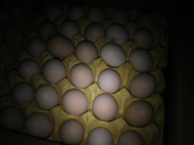 Hà Nội: Thu giữ 50.000 quả trứng gà lậu