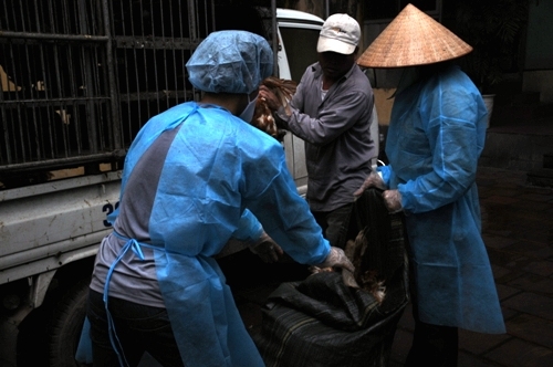 Hà Nội: Tiêu hủy gà lậu tại bãi rác Nam Sơn