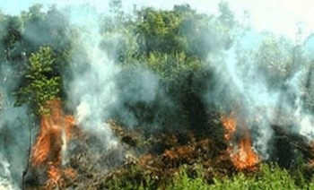 Yên Bái: Lại xảy ra cháy rừng