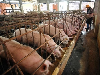 "Giải cứu" lợn thịt: Bộ NN&PTNT sang Trung Quốc đàm phán xuất khẩu