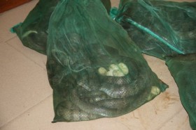 Hà Nội: Phát hiện 33 con rắn hổ mang trong xe taxi