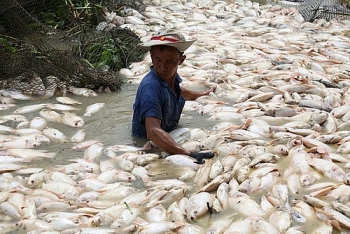 Vụ 1.500 tấn cá chết trên sông La Ngà: Nước có khí độc vượt mức