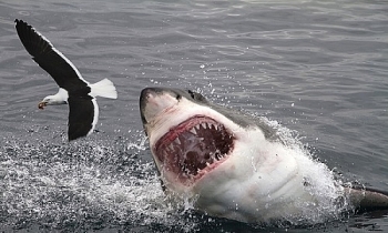 Hải Phòng: Một ngư dân bị cá mập tấn công
