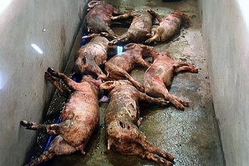 13 con lợn bị "sát hại" trong đêm