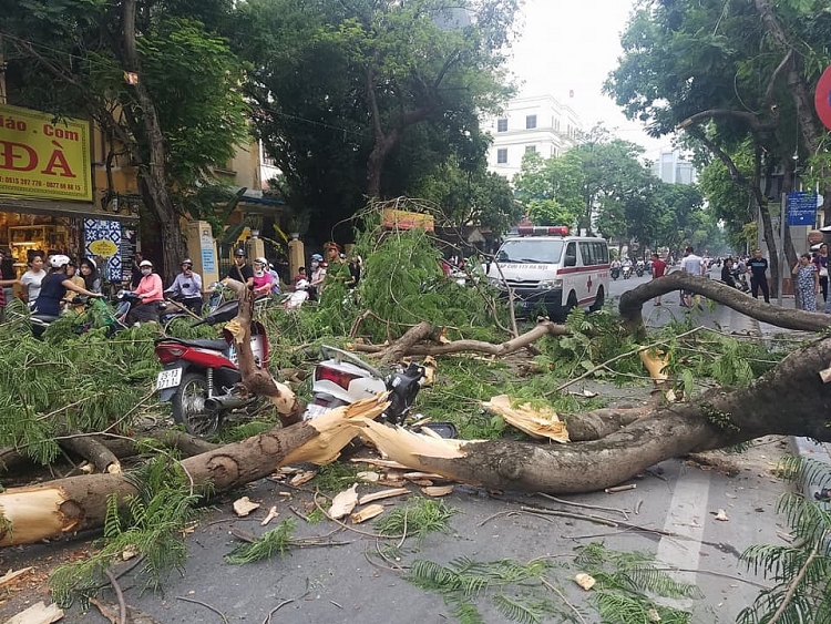 Hà Nội: Cây đổ đè trúng 2 xe máy, 5 người nhập viện