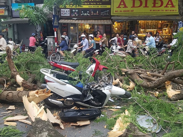 Hà Nội: Cây đổ đè trúng 2 xe máy, 5 người nhập viện