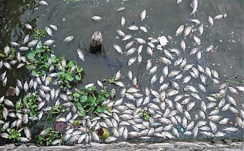 Hà Nội: Cá chết nổi trắng một góc hồ Tây