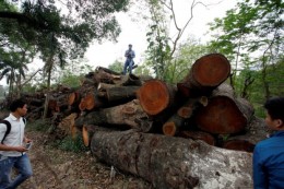 Vụ chặt hạ 6.700 cây xanh: Bán được hơn 1 tỉ đồng tiền gỗ