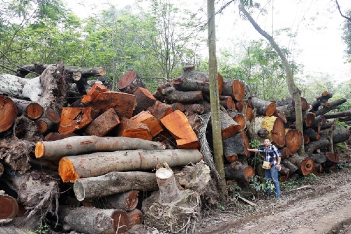Chuẩn bị đấu giá đợt 2 gỗ thu hồi trong dự án thay cây xanh