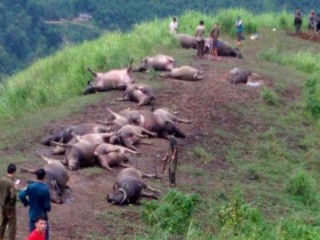 Lạ lùng 19 con trâu bị sét đánh chết cùng lúc ở Hà Giang