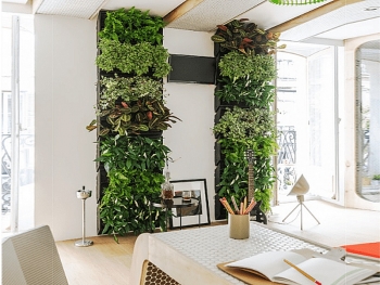 Ấn tượng với tường thực vật trong nhà
