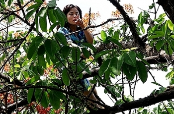 Khánh Hoà: Giải cứu cô gái "ngáo đá" la hét trên cây
