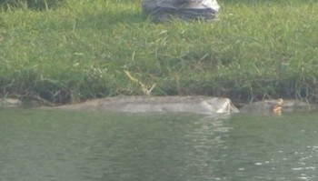 Cụ Rùa Hồ Gươm phơi mình sưởi nắng