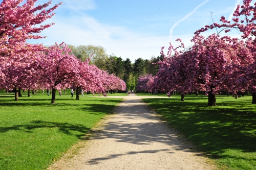 Vườn đào ở Parc de Sceaux, ngoại ô Paris được xem là nổi tiếng và đẹp nhất. Nó là một điểm son trong cái công viên rộng mênh mông này. Vườn có hình gần như tròn, đường kính khoảng hơn 100m, có hai đường mòn xuyên tâm, vuông góc với nhau.