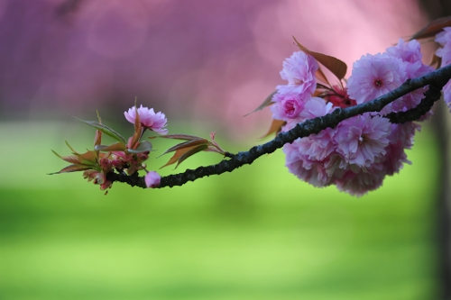 Trong vườn, trồng độc mỗi loại hoa đào có bông lớn, nhiều cánh, màu hồng tươi thắm.