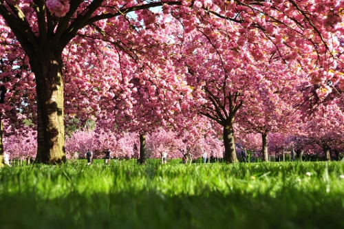 Những gốc đào mập mạp, xòe rộng tán, trĩu hoa, tạo ánh sáng hồng long lanh trong nắng xuân, trên nền cỏ mơn mởn, xanh biếc.