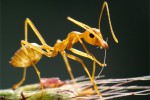 Thế giới côn trùng qua lăng kính macro: Loài kiến