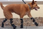 Chú chó được lắp chân giả đầu tiên trên thế giới