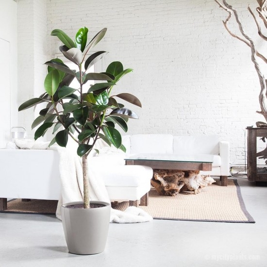 4 loại cây cảnh thích hợp trồng trong phòng khách mang lại nhiều tài lộc
