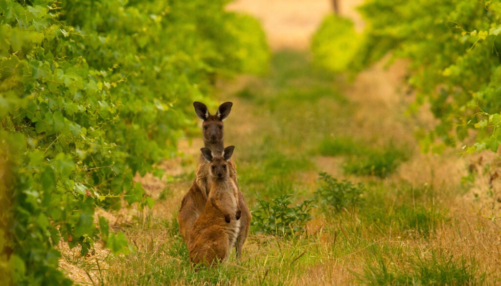 Khám phá 10 địa điểm nổi tiếng nhất ở Nam Úc