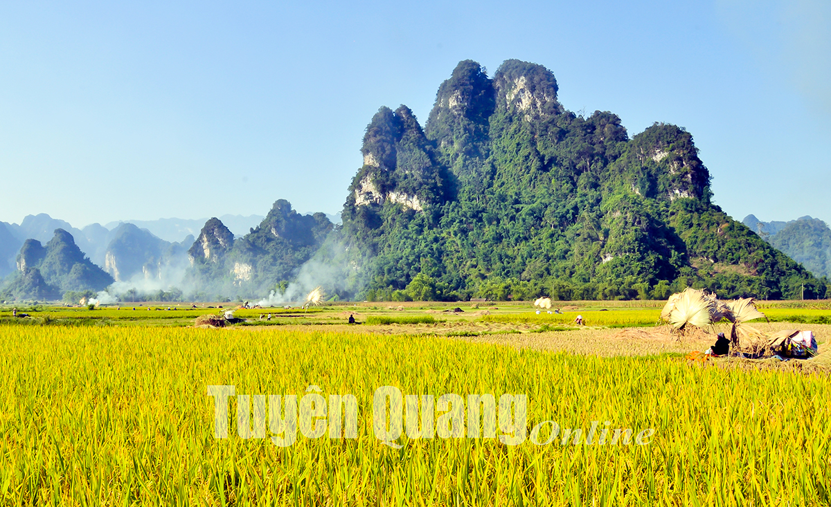 Những cánh đồng nổi tiếng ở huyện vùng cao Lâm Bình