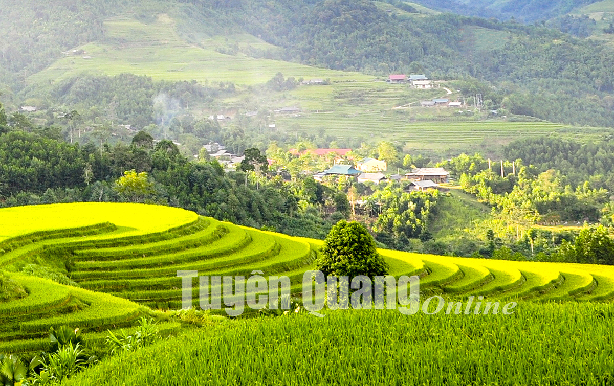Những cánh đồng nổi tiếng ở huyện vùng cao Lâm Bình