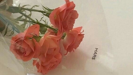 Tử vi 12 con giáp ngày 28/2/2023: Tuổi Ngọ mở rộng quan hệ, tuổi Tý khó gặp may mắn