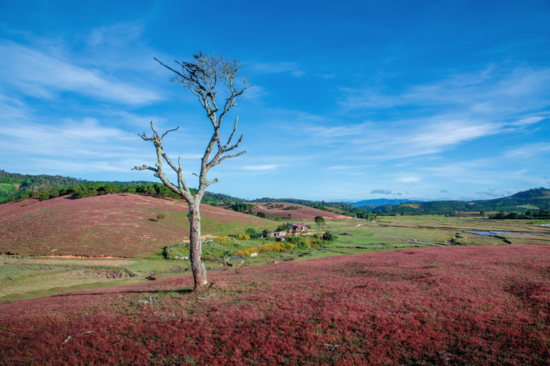 Vẻ đẹp quyến rũ và thơ mộng ở thảo nguyên cỏ hồng Masara, Lạc Dương (Lâm Đồng)