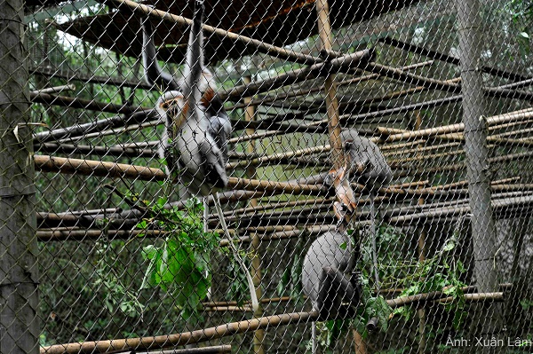 Đến thăm ngôi nhà của các loài linh trưởng tại rừng quốc gia Cúc Phương