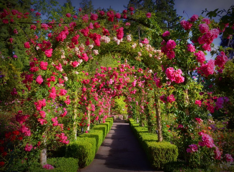 Vườn hoa thu hút hơn 1 triệu du khách mỗi năm của Canada