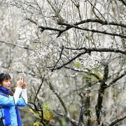 Ngẩn ngơ trước cảnh hoa mận vào mùa ở tỉnh Quý Châu, Trung Quốc