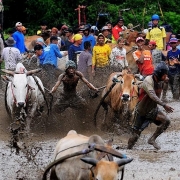 Cuộc đua bò truyền thống ở Indonesia