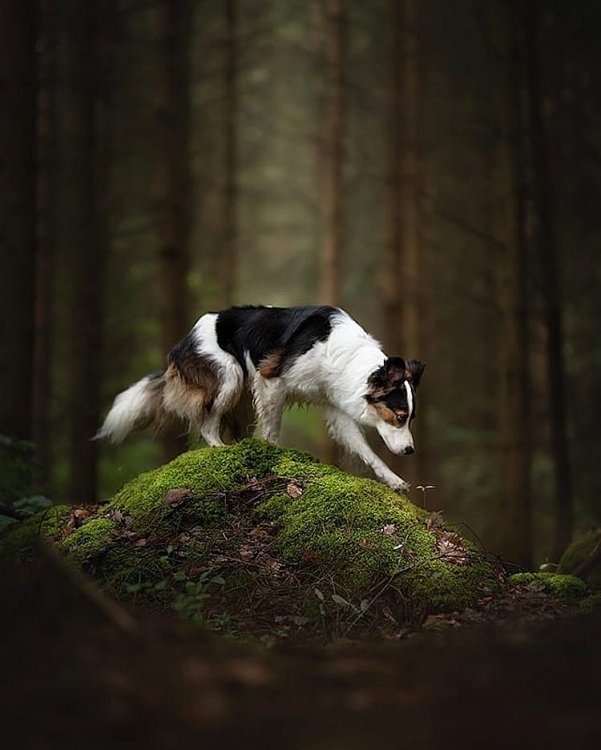Những chú chó được chụp ảnh trong cảnh quan thiên nhiên tuyệt đẹp