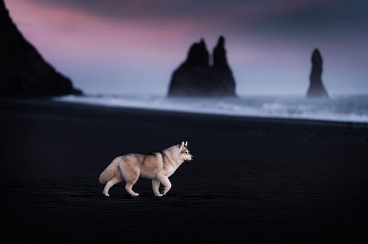 Những chú chó được chụp ảnh trong cảnh quan thiên nhiên tuyệt đẹp