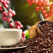 Giá cà phê hôm nay ngày 8/1/2022: Thị trường thế giới và trong nước đồng loạt tăng trở lại