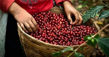 Giá cà phê hôm nay ngày 10/1/2022: Thị trường thế giới tăng mạnh
