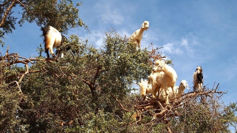 Bất ngờ với những con dê leo cây giúp người dân thu hoạch “vàng lỏng”