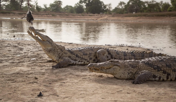 Bazoule - Nơi dân làng sống chung với những con cá sấu